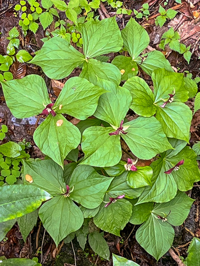 image of Trillium erectum, Red Trillium, Purple Trillium, Stinking Willie, Stinking Benjamin