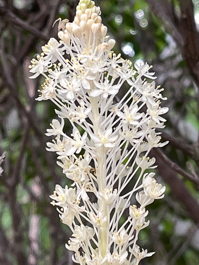 image of Xerophyllum asphodeloides, Eastern Turkeybeard, Beargrass, Mountain-asphodel