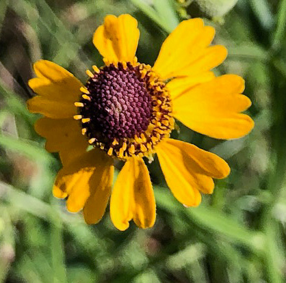 image of Helenium flexuosum, Purplehead Sneezeweed, Southern Sneezeweed