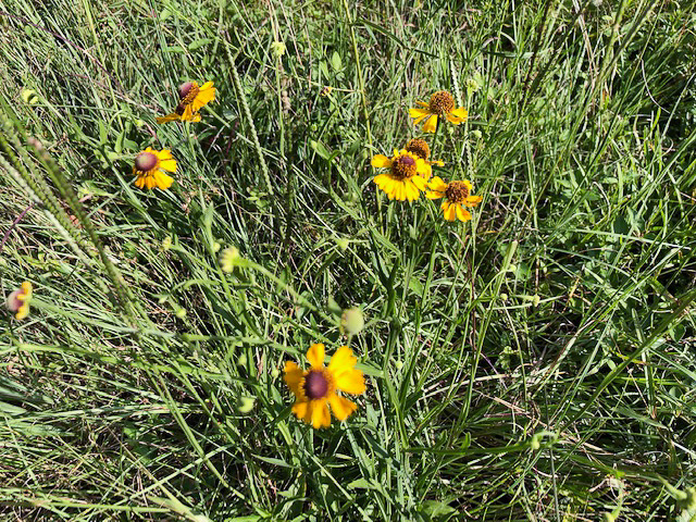 image of Helenium flexuosum, Purplehead Sneezeweed, Southern Sneezeweed