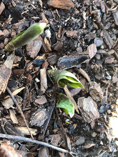 image of Trillium cuneatum, Little Sweet Betsy, Purple Toadshade