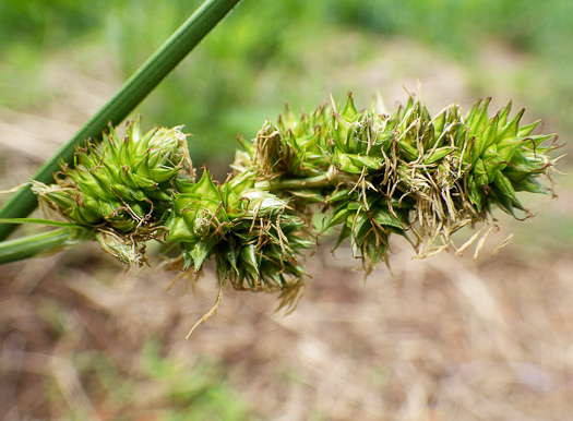 image of Carex gravida, Heavy Sedge, Pregnant Sedge