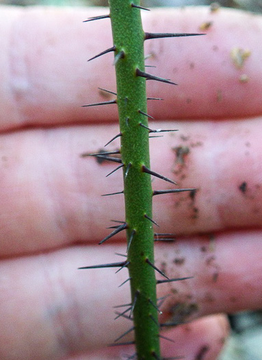 image of Smilax hispida var. hispida, Bristly Greenbrier, Hellfetter, Chinaroot, Chaneyroot