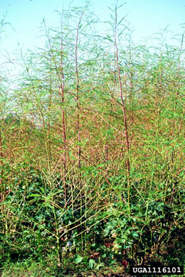 image of Sesbania herbacea, Bigpod Sesbania, Coffee-weed, Indigo-weed, Hemp Sesbania