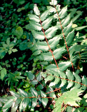 image of Mahonia nervosa, Cascade Oregon-grape, Cascades Mahonia