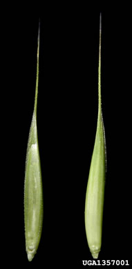 image of Elymus repens, Quackgrass, Dog-grass, Witchgrass