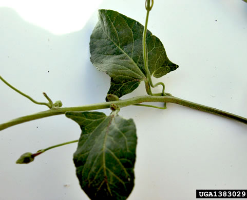 image of Convolvulus arvensis, Field Bindweed, Creeping Jenny, Possession-vine, Cornbind