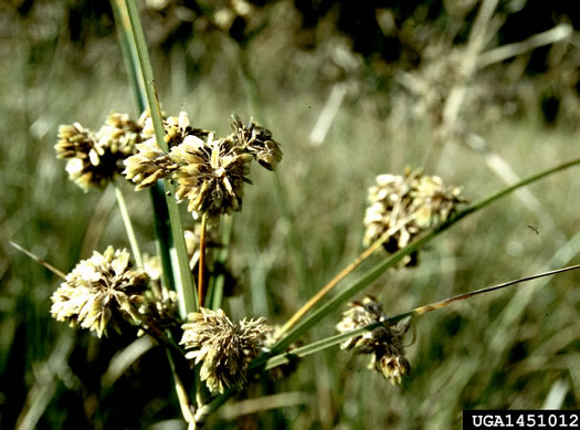 image of Cyperus entrerianus, Deep-rooted Sedge, Woodrush Flatsedge