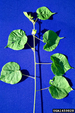 image of Abutilon theophrasti, Velvetleaf, Indian Mallow, Butterprint