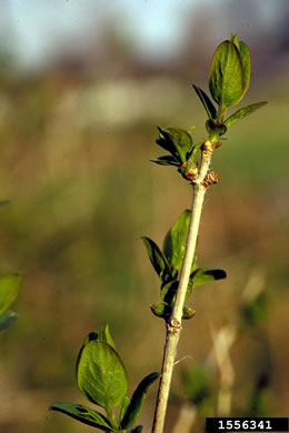 image of Lonicera tatarica, Tatarian Honeysuckle