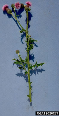 image of Cirsium arvense, Canada Thistle, Field Thistle