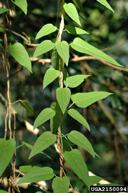 image of Paederia foetida, Skunkvine