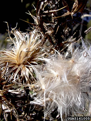 image of Cirsium vulgare, Bull Thistle