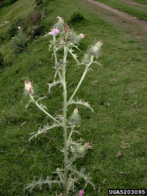 image of Cirsium vulgare, Bull Thistle