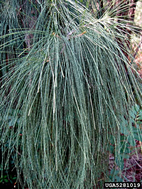 image of Casuarina equisetifolia ssp. equisetifolia, Australian-pine, Horsetail Casuarina, Beach She-oak, Coastal She-oak