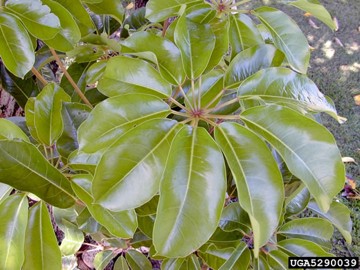 image of Heptapleurum actinophyllum, Australian Umbrella Tree, Octopus Tree, Schefflera