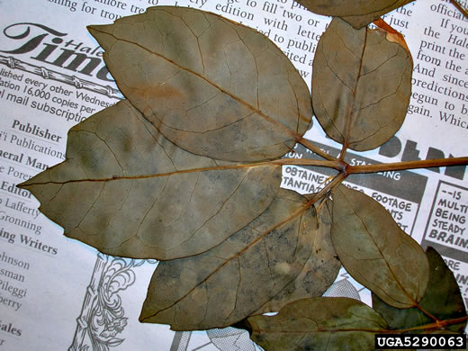 image of Heptapleurum actinophyllum, Australian Umbrella Tree, Octopus Tree, Schefflera