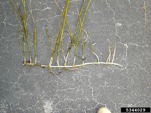 image of Panicum repens, Torpedo Grass