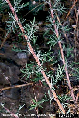 image of Centaurea stoebe ssp. micranthos, Spotted Knapweed, Bushy Knapweed