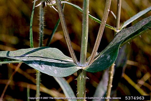 image of Dipsacus fullonum, Wild Teasel, Common Teasel