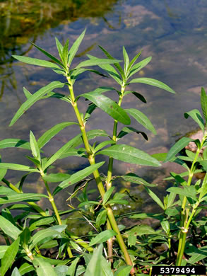 image of Alternanthera philoxeroides, Alligator-weed