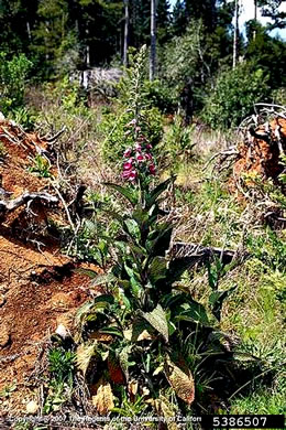 image of Digitalis purpurea, Digitalis, Common Foxglove, Purple Foxglove