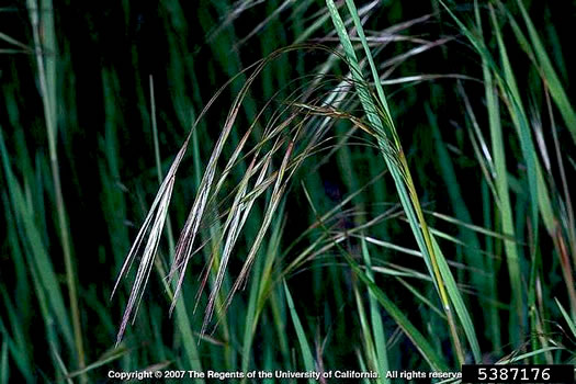 image of Bromus sterilis, Poverty Brome, Barren Brome, Cheatgrass