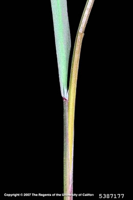 image of Bromus sterilis, Poverty Brome, Barren Brome, Cheatgrass