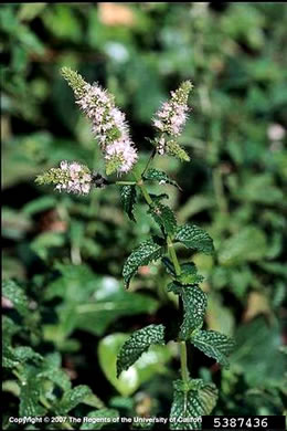 image of Mentha spicata var. spicata, Spearmint