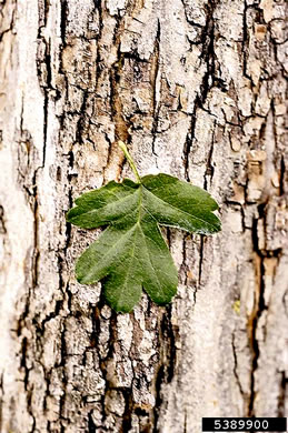 image of Crataegus monogyna, English Hawthorn, Singleseed Hawthorn, One-seeded Hawthorn