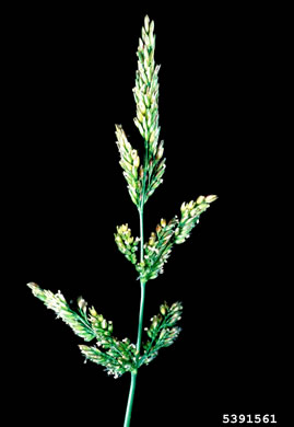 image of Agrostis stolonifera, Creeping Bentgrass