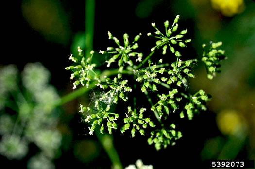 image of Conium maculatum, Poison-hemlock