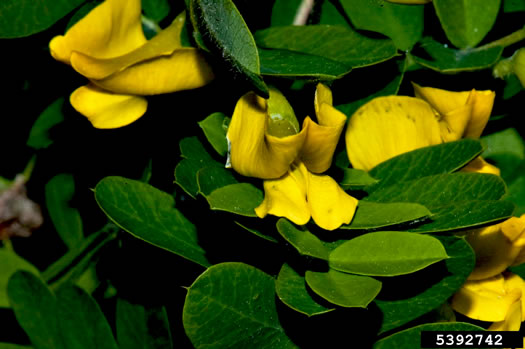 image of Caragana arborescens, Siberian Pea Shrub, Siberian Pea Tree