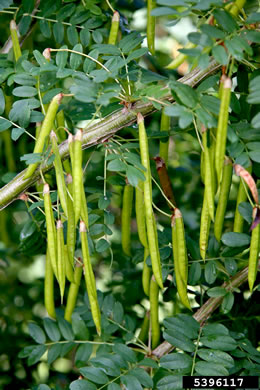 image of Caragana arborescens, Siberian Pea Shrub, Siberian Pea Tree