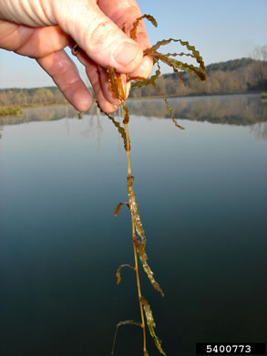 image of Potamogeton crispus, Curly Pondweed, Curled Pondweed, Curly-leaf Pondweed