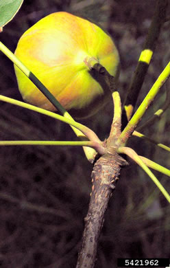 image of Vernicia fordii, Tung-oil Tree