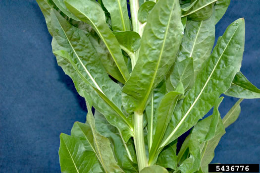 image of Cichorium intybus, Chicory, Blue-sailors, Succory