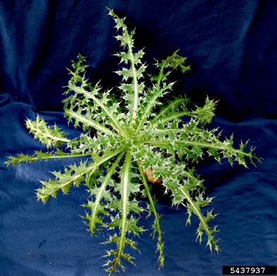 image of Carduus nutans, Nodding Thistle, Musk Thistle