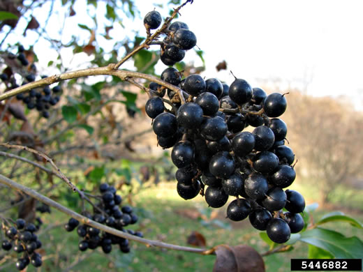 image of Ligustrum ovalifolium, California Privet