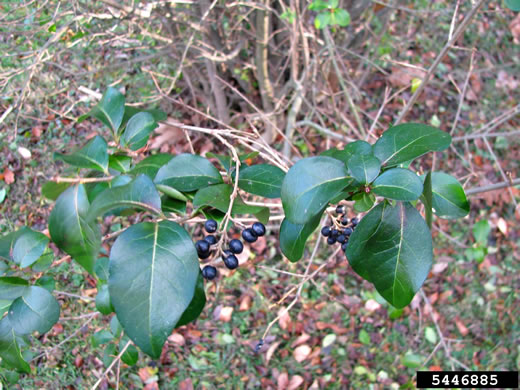 image of Ligustrum ovalifolium, California Privet