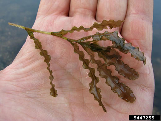 Potamogeton crispus, Curly Pondweed, Curled Pondweed, Curly-leaf Pondweed