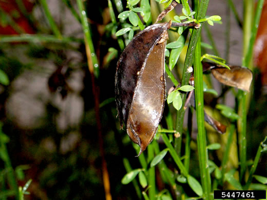 image of Cytisus scoparius, Scotch Broom