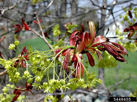 image of Acer platanoides, Norway Maple