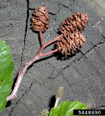 image of Alnus glutinosa, Black Alder, European Alder