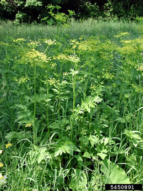 image of Pastinaca sativa, Parsnip