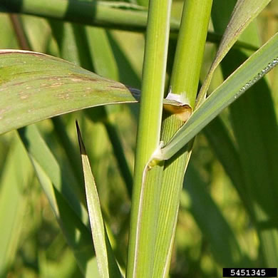 image of Phalaris arundinacea, Reed Canarygrass, Ribbongrass