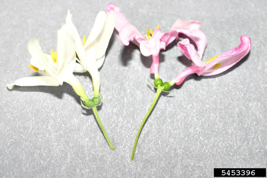 image of Lonicera ×bella, Bell's Honeysuckle, Pretty Honeysuckle, Showy Honeysuckle