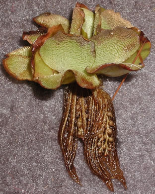 image of Salvinia molesta, Giant Salvinia, Kariba Weed