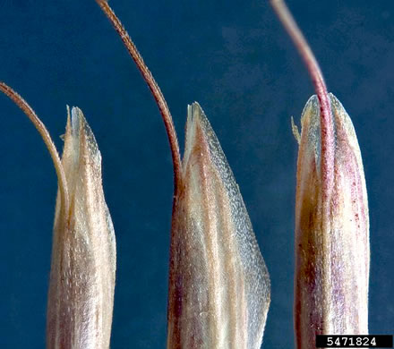 image of Bromus japonicus, Japanese Chess, Japanese Brome