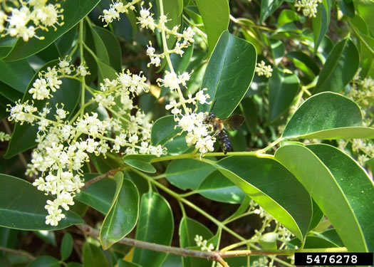 image of Ligustrum lucidum, Glossy Privet, Broadleaf Privet